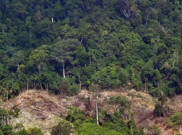 Carbon Capture and Storage Rawan Korupsi dan Pembabatan Hutan