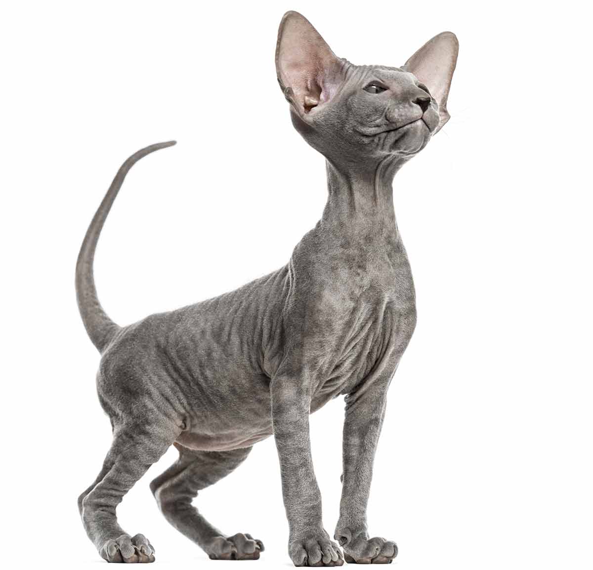 Inilah 5 Kucing Peliharaan yang Memiliki Harga Fantastis