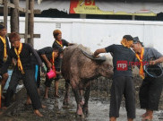 Tujuh Kebo Bule Siap Mengikuti Kirab Pusaka 1 Suro