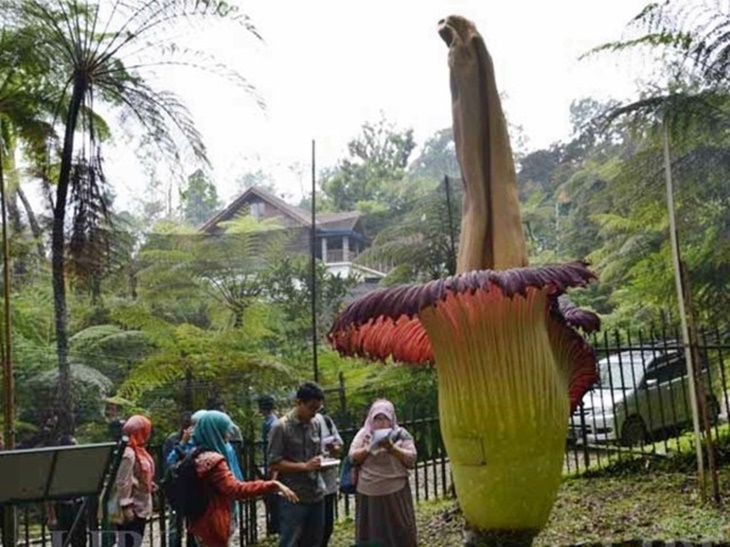 bunga