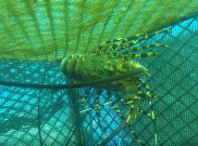 Diperkirakan, Cuma Ada 20 Miliar Benur di Laut Indonesia