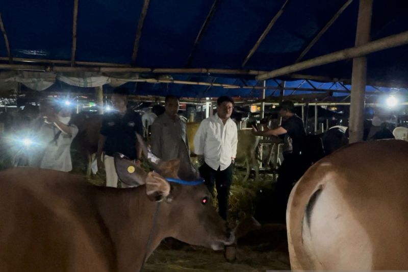 Kebutuhan Hewan Kurban Meningkat 2 Persen