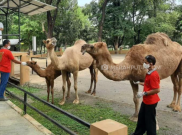 Mulai Hari Ini Solo Zoo Tutup, Nasib Pakan Ratusan Hewan Diklaim Masih Cukup