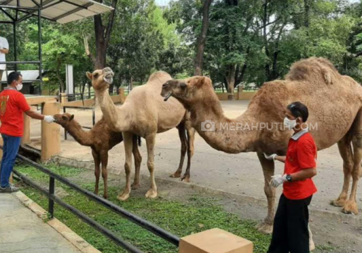 Mulai Hari Ini Solo Zoo Tutup, Nasib Pakan Ratusan Hewan Diklaim Masih Cukup