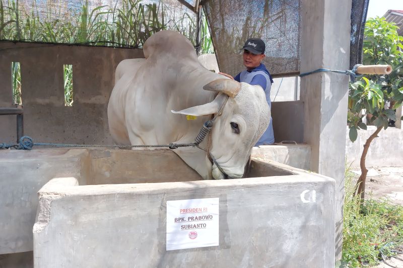 Kronologis Matinya Sapi Kurban yang Dibeli Prabowo Rp 125 Juta
