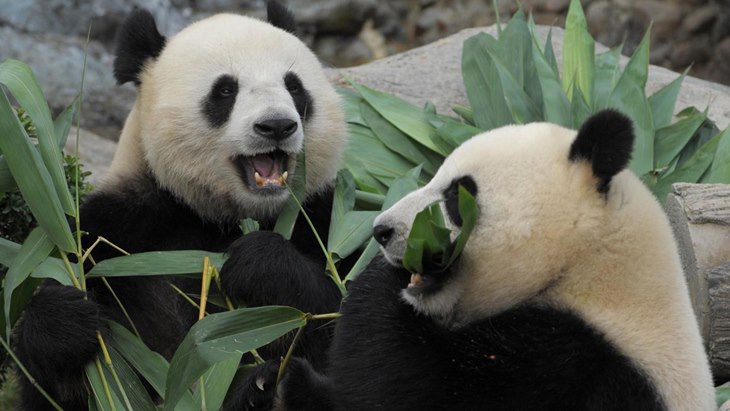 panda