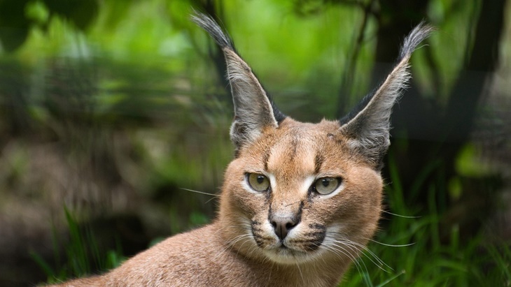 Mengenal Kucing Caracal, Kucing Sangar dengan Antena Hitam di Telinga