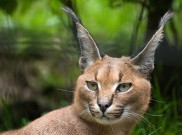 Mengenal Kucing Caracal, Kucing Sangar dengan Antena Hitam di Telinga