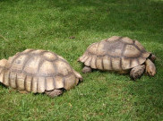 Merawat Si Gemas Sulcata, Cocok untuk Iklim Indonesia