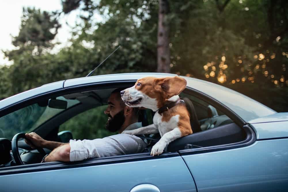 Biar Dia Enggak Bosan, Ajak Anjing Peliharaan Lakukan 6 Aktivitas Seru Ini