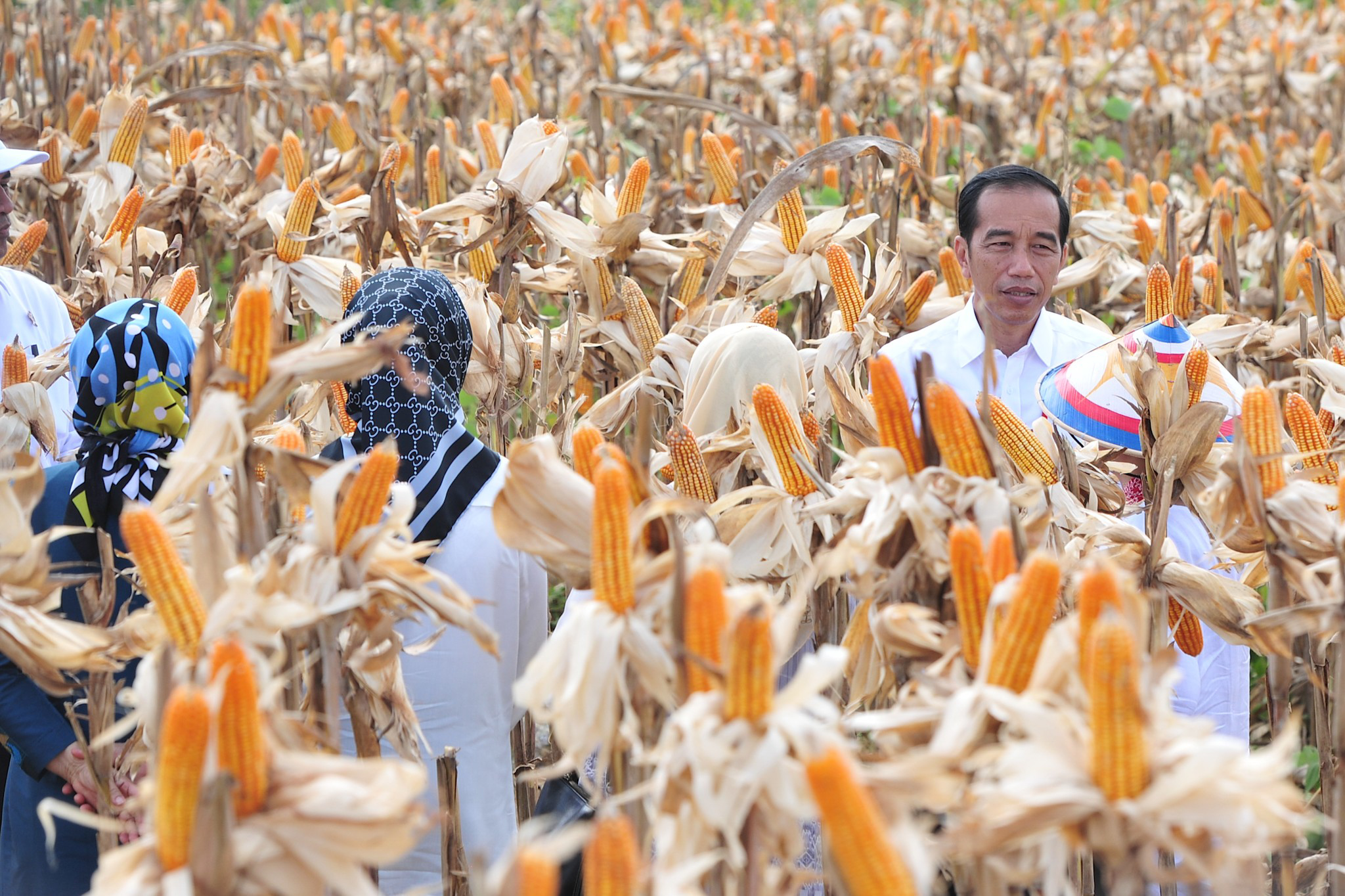 Jokowi panen jagung. (Foto: setkab.go.id)