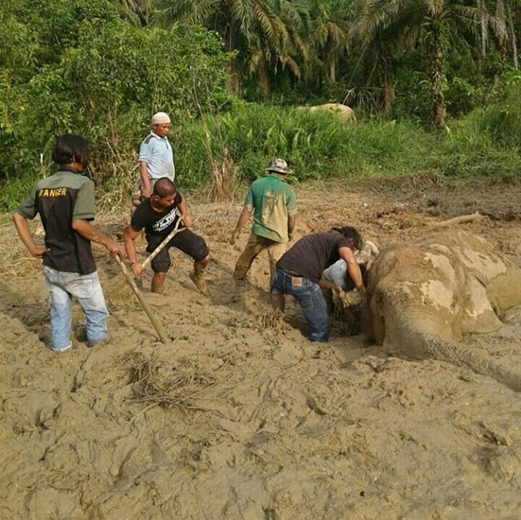Warga sedang mengevakuasi seekor gajah terjebak lumpur di Aceh. (Foto: Instagram @bksdaaceh)