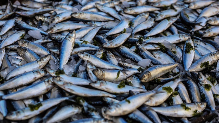 Pilih-Pilih Ikan Segar, Begini Caranya