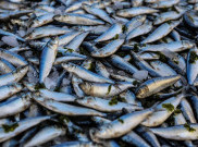Pilih-Pilih Ikan Segar, Begini Caranya