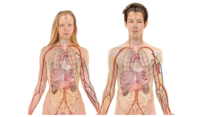 Salah satu organ yang tidak diperlukan ialah perut (Foto: pixabay)