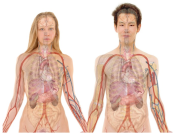 Tanpa Organ Tubuh Lengkap, Manusia Tetap Hidup