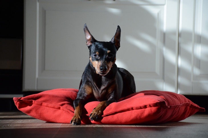 Miniature-Pinscher. (Foto I love my min pin)