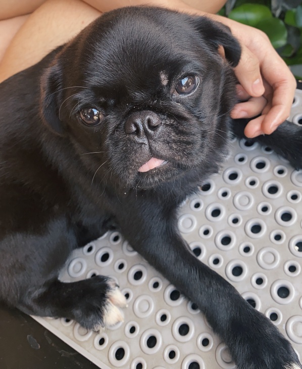 Pugscha, 5 bulan. (Foto MP/Shenna)