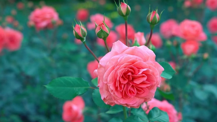Ekstrak Hokkaido Rose, Bikin Kulit Segar Bercahaya