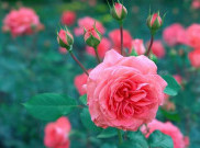 Ekstrak Hokkaido Rose, Bikin Kulit Segar Bercahaya