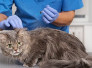 Suntikan Kontrasepsi Bantu Kendalikan Populasi Kucing