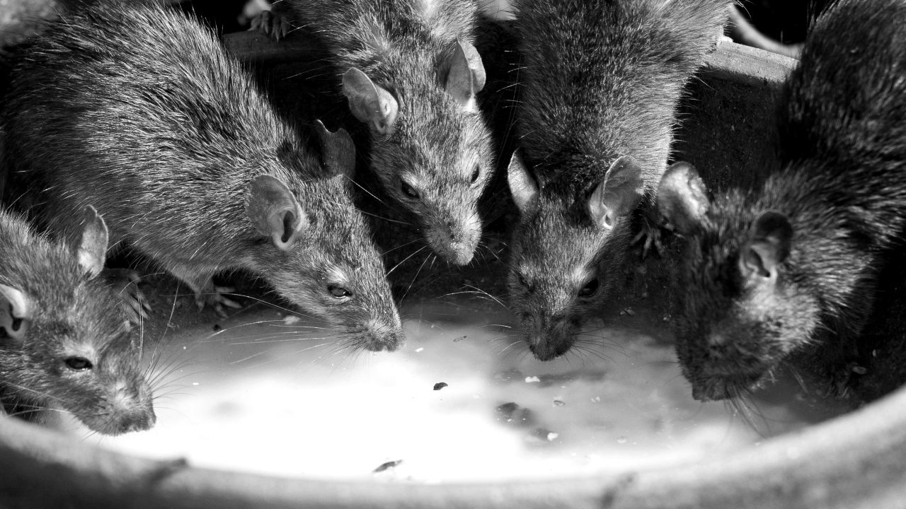 WHO Ungkap Kasus Hantavirus di Kapal Pesiar, Ketahui Cara Penularan hingga Risikonya