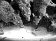 4 Kasus Hantavirus Ditemukan di Jakarta, DPRD DKI Minta Pemprov Tingkatkan Kewaspadaan