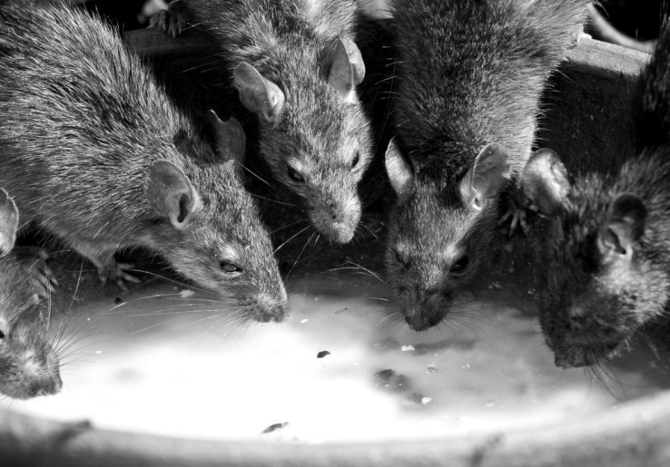 Dinkes DKI Jakarta Temukan 3 Kasus Positif Hantavirus, 6 Suspek Masih Dipantau