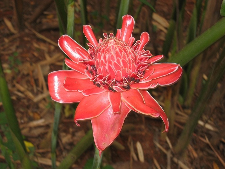 Bunga kecombrang. (Foto: Pixabay/Efraimstochter)