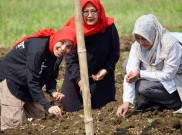 Atikoh Ganjar Tanam Bawang Bersama Petani Probolinggo