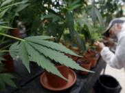 Negara yang Melegalkan Ganja untuk Medis. Turki Salah Satunya