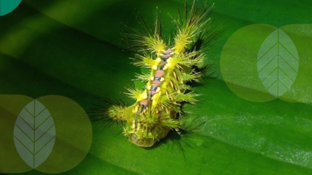 Kemenkes tentang Video Ulat 'Pembunuh' Manusia: Beracun, Tapi Tak Bisa Membunuh Manusia