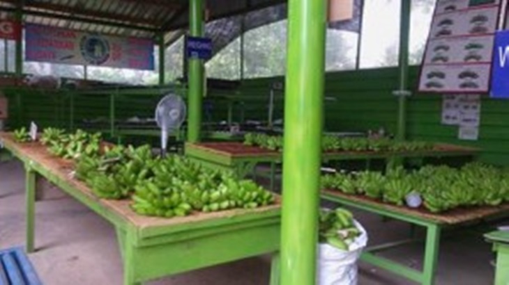 Pisang Mas produksi Petani Tanggamus