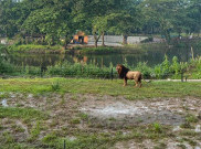 Satwa Singa Diuji Coba Lepas Liar di Solo Safari