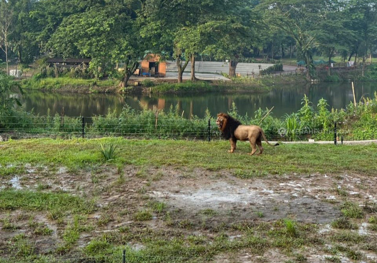 Satwa Singa Diuji Coba Lepas Liar di Solo Safari
