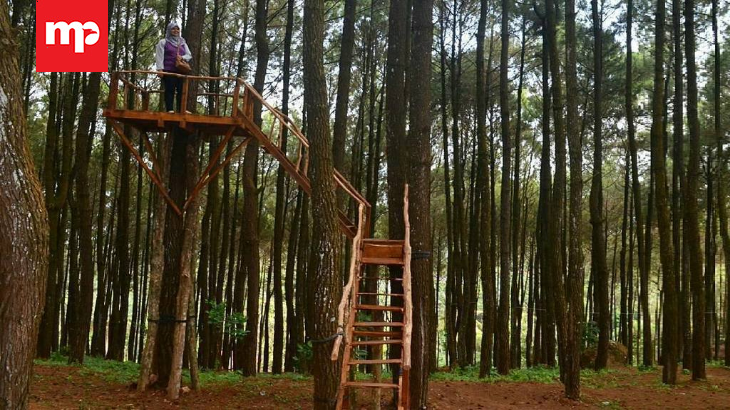 Hutan Pinus Pengger, Wisata Alam Alternatif di Bantul
