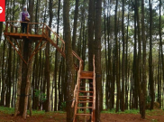 Hutan Pinus Pengger, Wisata Alam Alternatif di Bantul