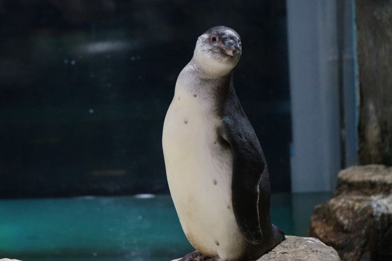 5 Bayi Pinguin Humboldt Sudah Bisa Dilihat di Ancol
