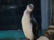5 Bayi Pinguin Humboldt Sudah Bisa Dilihat di Ancol