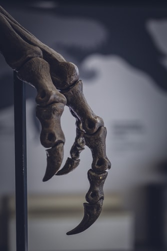 Centrosaurus itu memiliki tumor di fibulanya yang memiliki ukuran lebih besar dari sebuah apel. (Foto: unsplash/markusspiske)