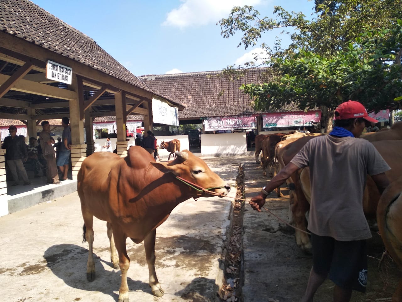 Sapi di pasar hewan Ambarketawang, DIY. Foto: MP/Teresa Ika