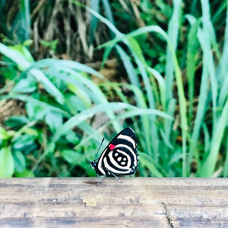  Kupu-kupu di Taman Nasional Iguazu. (Foto: instagram.com/ac_983)