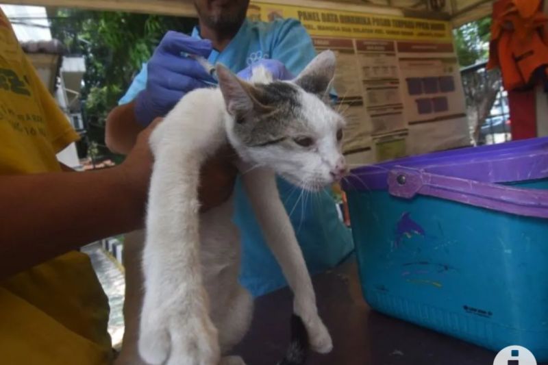 Syarat Hewan Yang Harus Divaksin Rabies