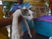 Syarat Hewan Yang Harus Divaksin Rabies