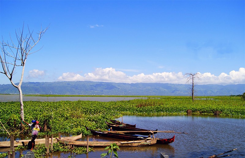 94 Spesies Burung Hidup di Danau Limboto