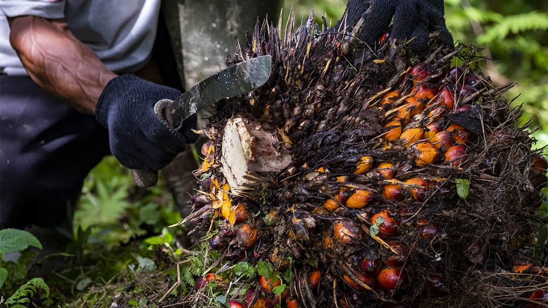 Tidak Naikkan Harga Tandan Buah Segar Sawit, 300 Perusahaan Bakal Diperiksa Polisi