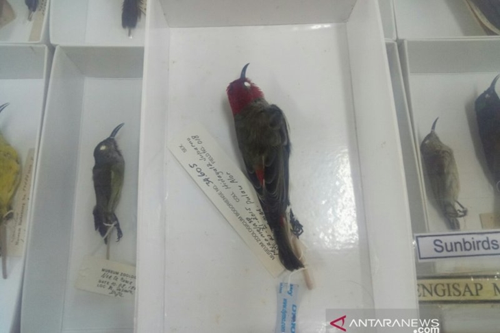 Myzomela prawiradilagae. (ANTARA/Martha Herlinawati Simanjuntak)