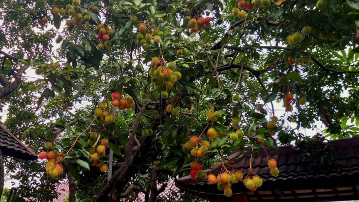 Rambutan memiliki banyak varian (Foto: Instagram/mayasuhud)