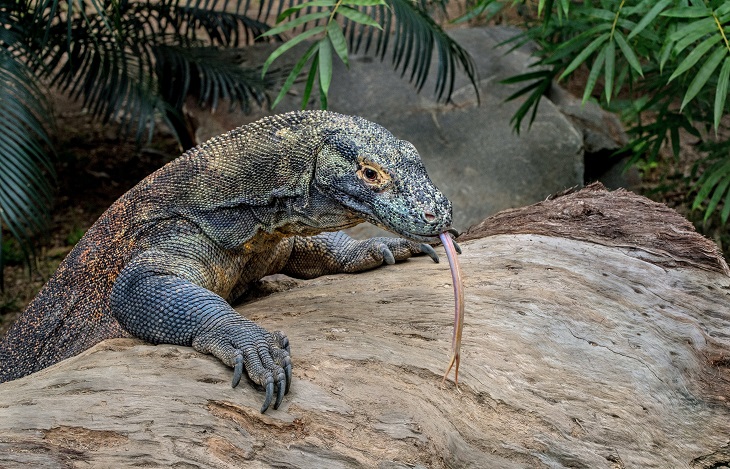 pulau komodo dan padar