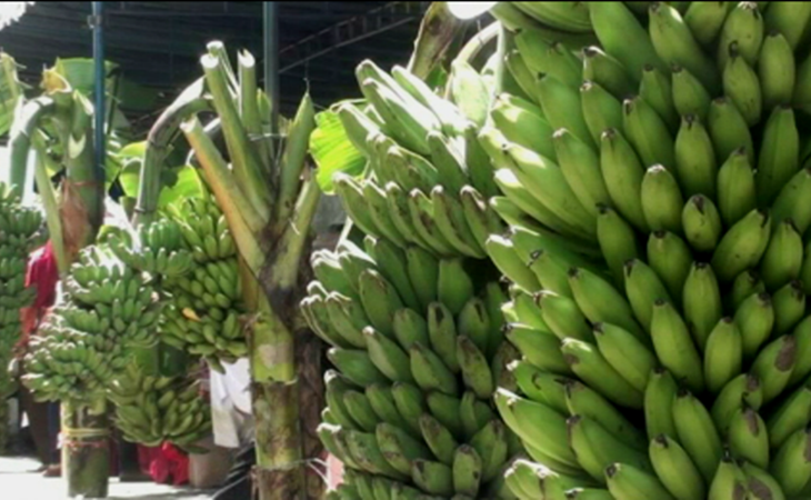 Pisang Mas Tanggamus, Komoditas Ekspor Primadona dari Lampung 